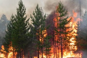 Около 600 лесных пожаров ликвидировано в Алтайском крае за пожароопасный сезон 2022 года