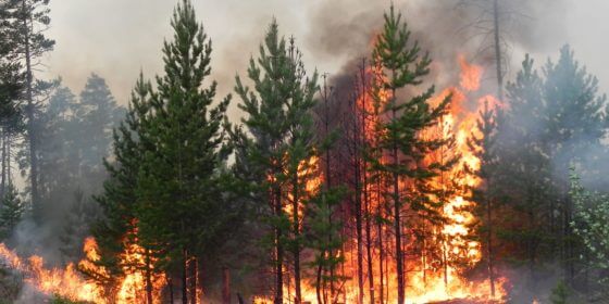 Около 600 лесных пожаров ликвидировано в Алтайском крае за пожароопасный сезон 2022 года